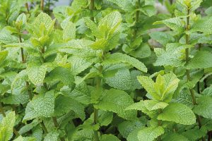 Menthe